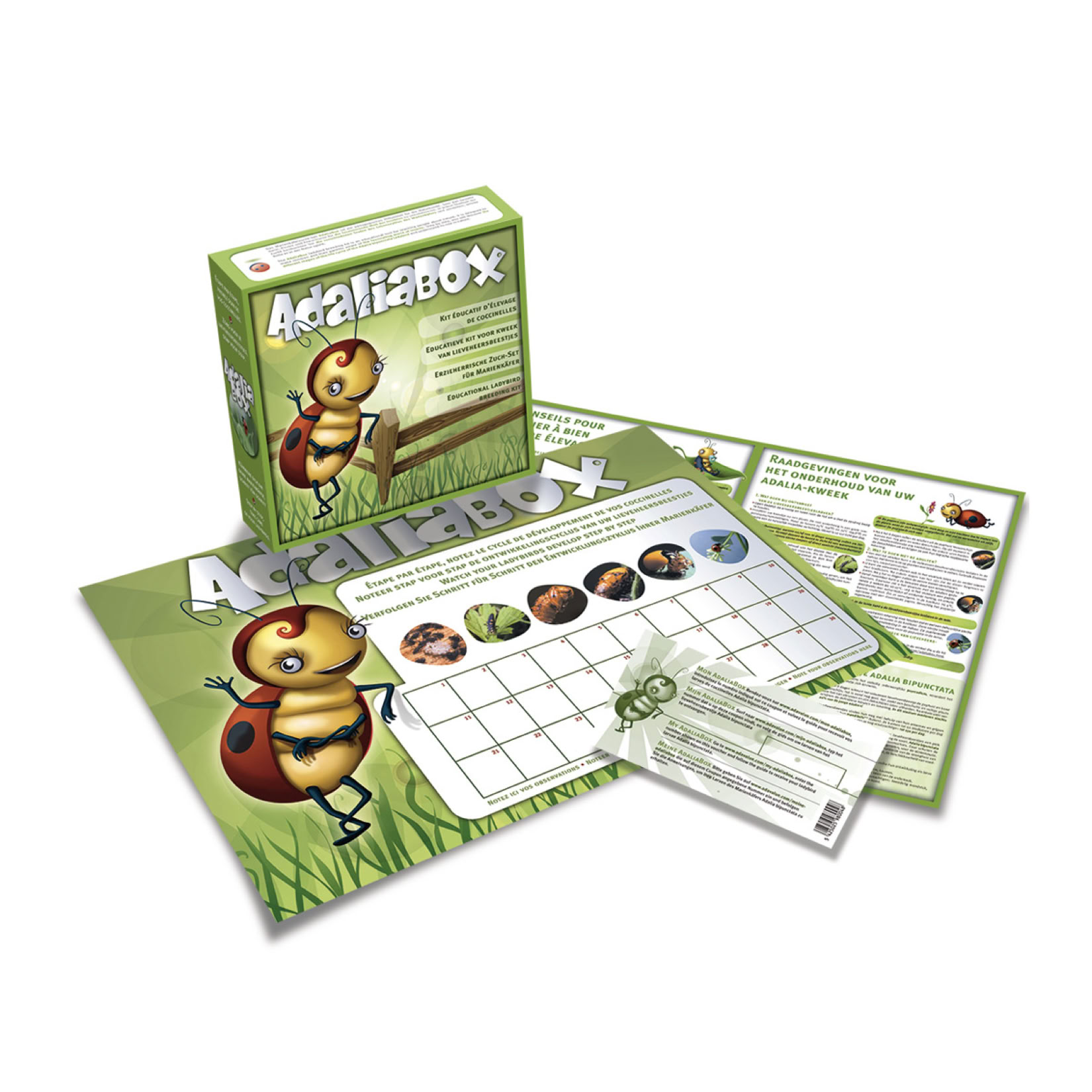 AdaliaBox. Le kit d'élevage pour observer les coccinelles.